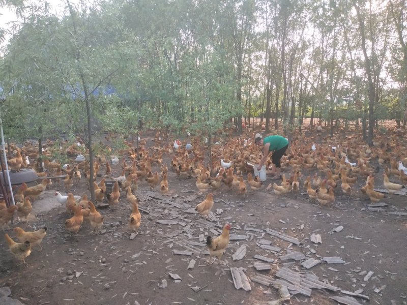 散养土鸡蛋，一斤13个左右，基地直供，批量优惠量大从优
