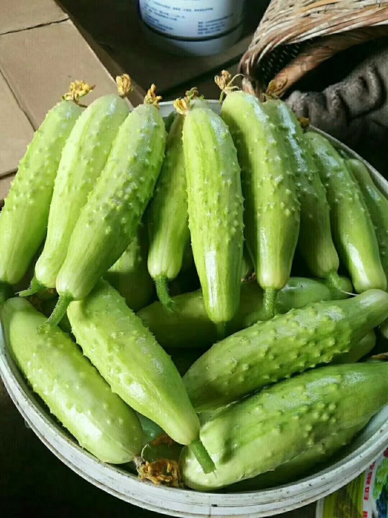 11.22号口感特别脆甜！海阳水果白玉黄瓜，价格低