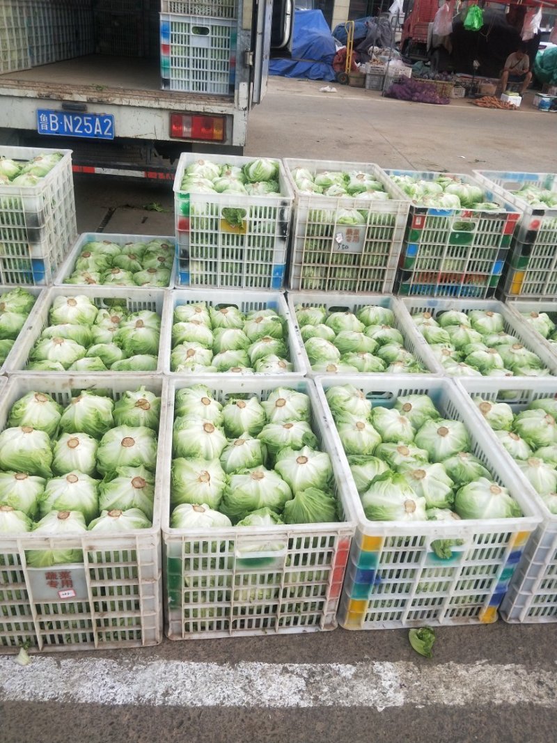 专业生菜球茴香