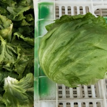 专业生菜球茴香