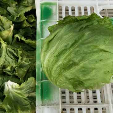 专业生菜球茴香