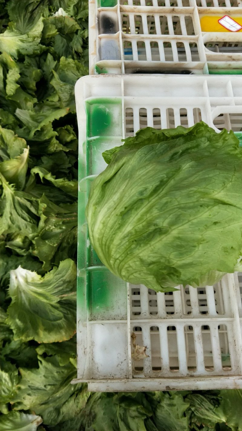 专业生菜球茴香