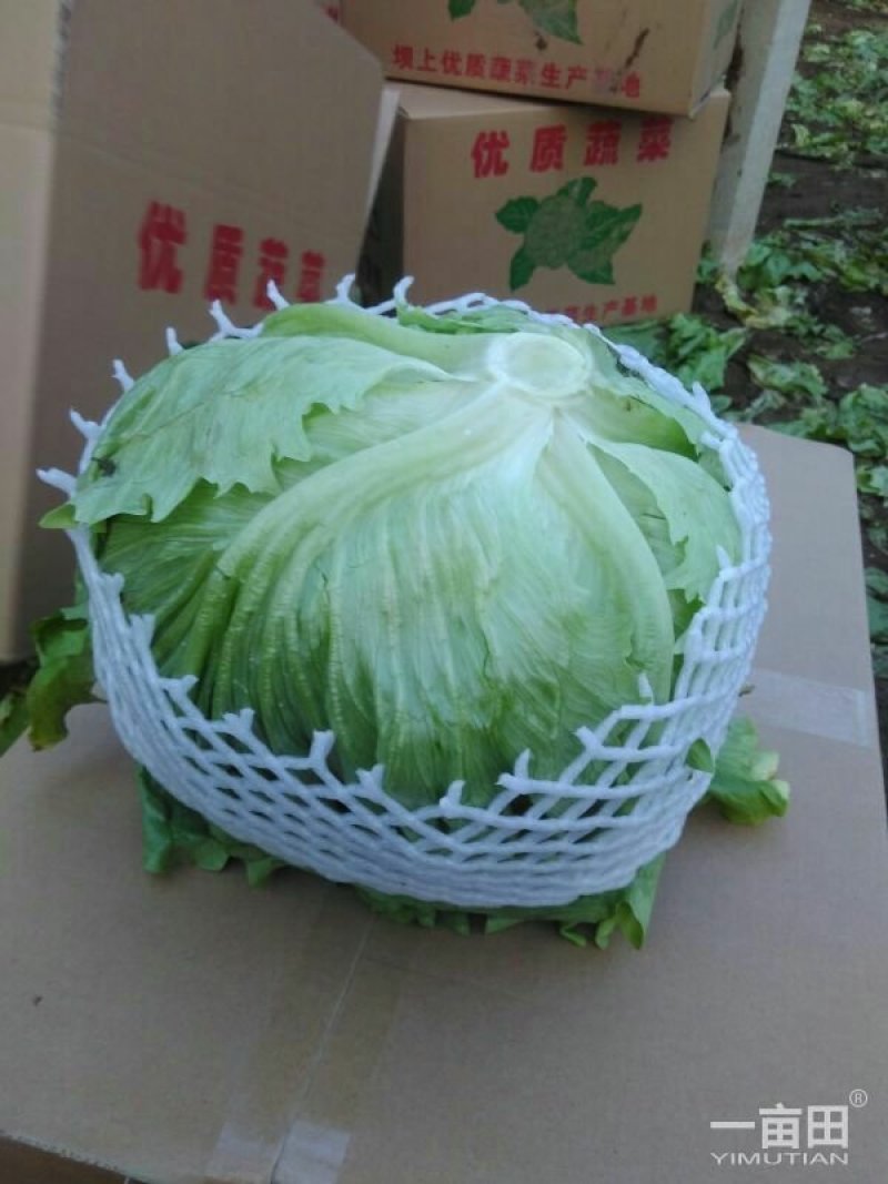 专业生菜球茴香