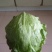 专业生菜球茴香