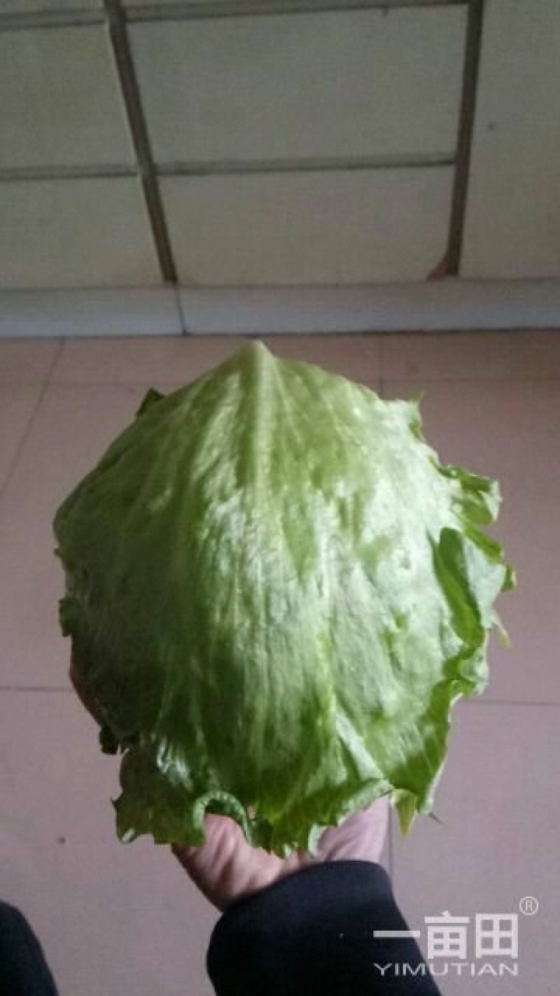 专业生菜球茴香