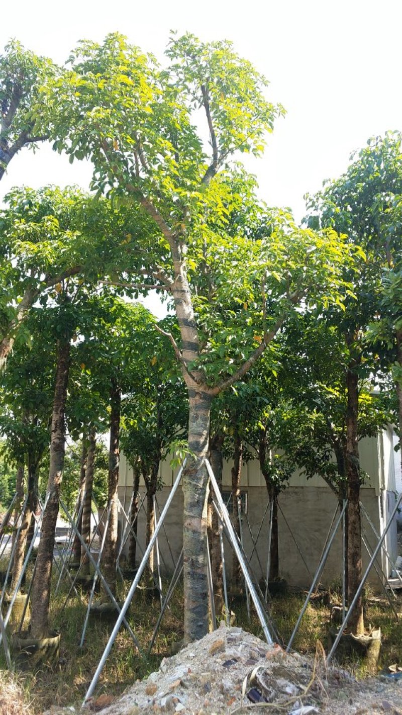 广东普宁秋风，精品秋风绿化苗木，基地直销，量大从优