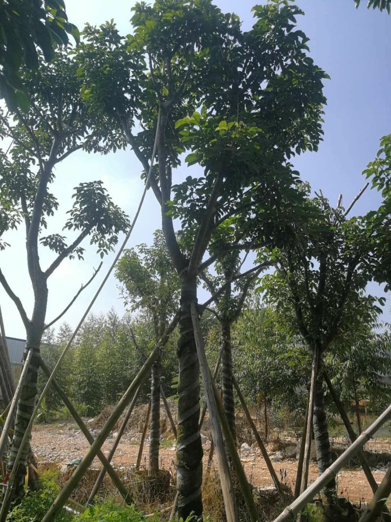 广东普宁秋风，精品秋风绿化苗木，基地直销，量大从优