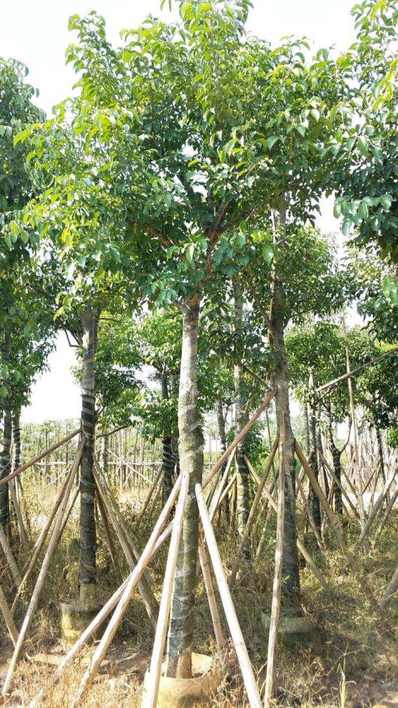 广东普宁秋风，精品秋风绿化苗木，基地直销，量大从优
