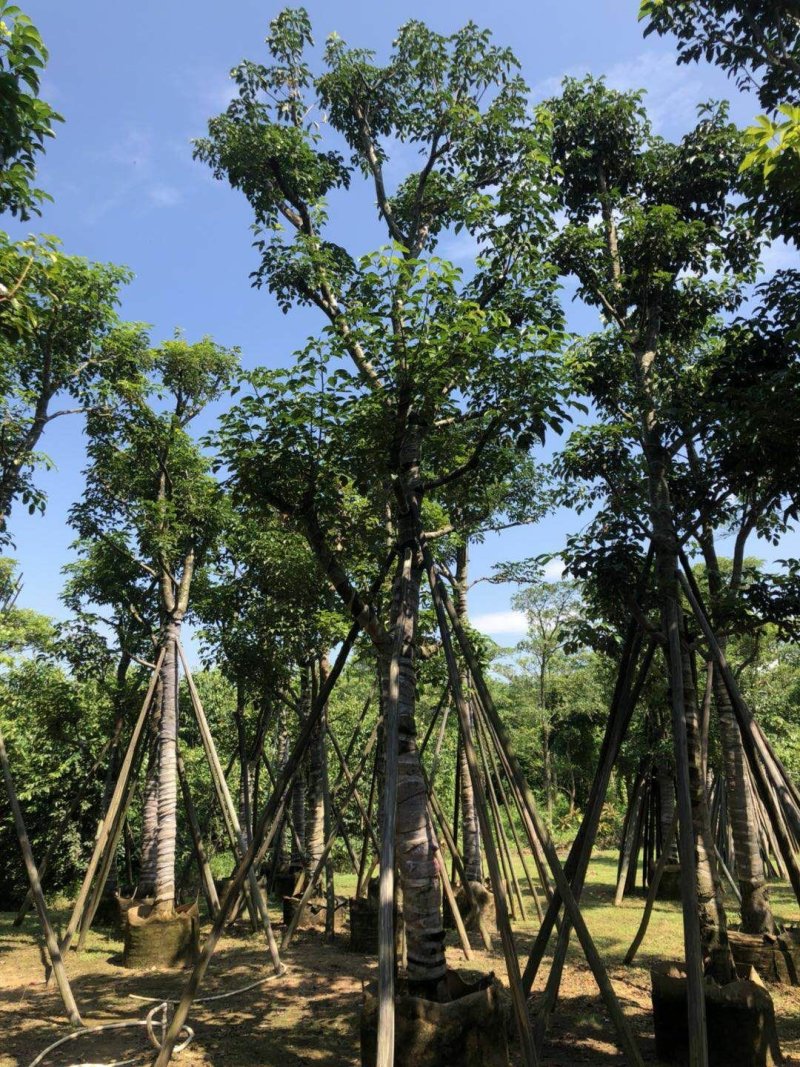 广东普宁秋风，精品秋风绿化苗木，基地直销，量大从优