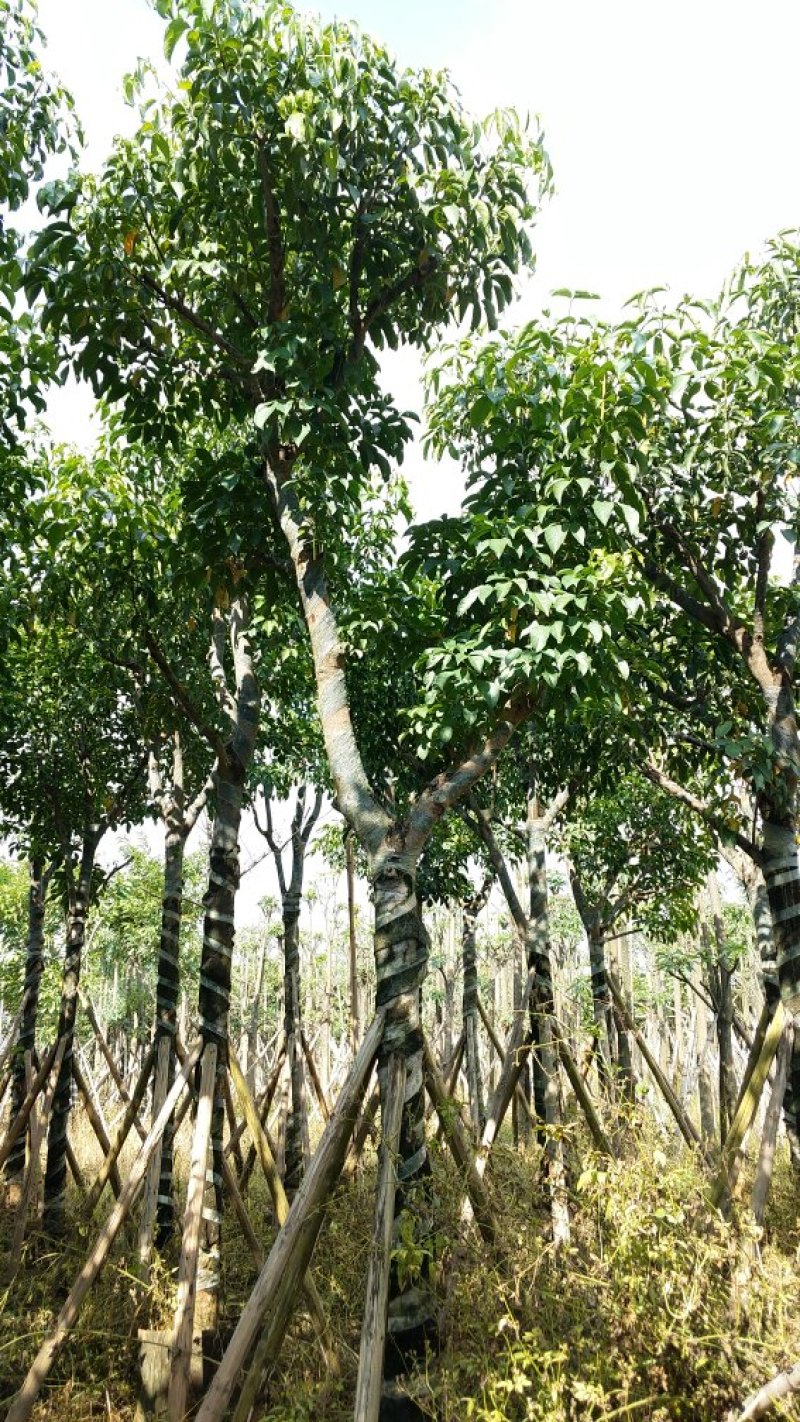 广东普宁秋风，精品秋风绿化苗木，基地直销，量大从优