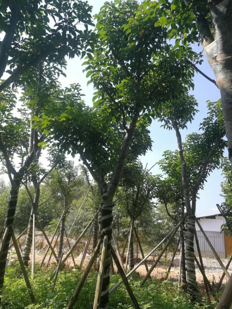 广东普宁秋风，精品秋风绿化苗木，基地直销，量大从优