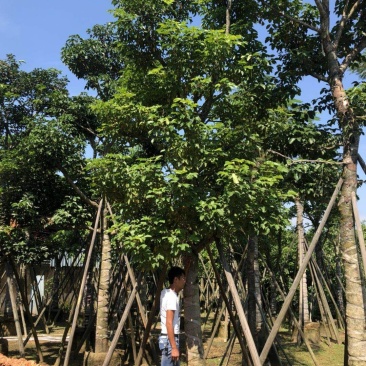 广东普宁秋风，精品秋风绿化苗木，基地直销，量大从优