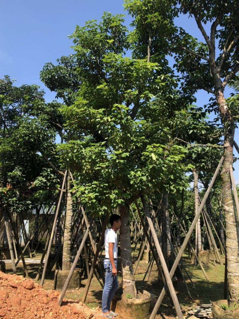 广东普宁秋风，精品秋风绿化苗木，基地直销，量大从优