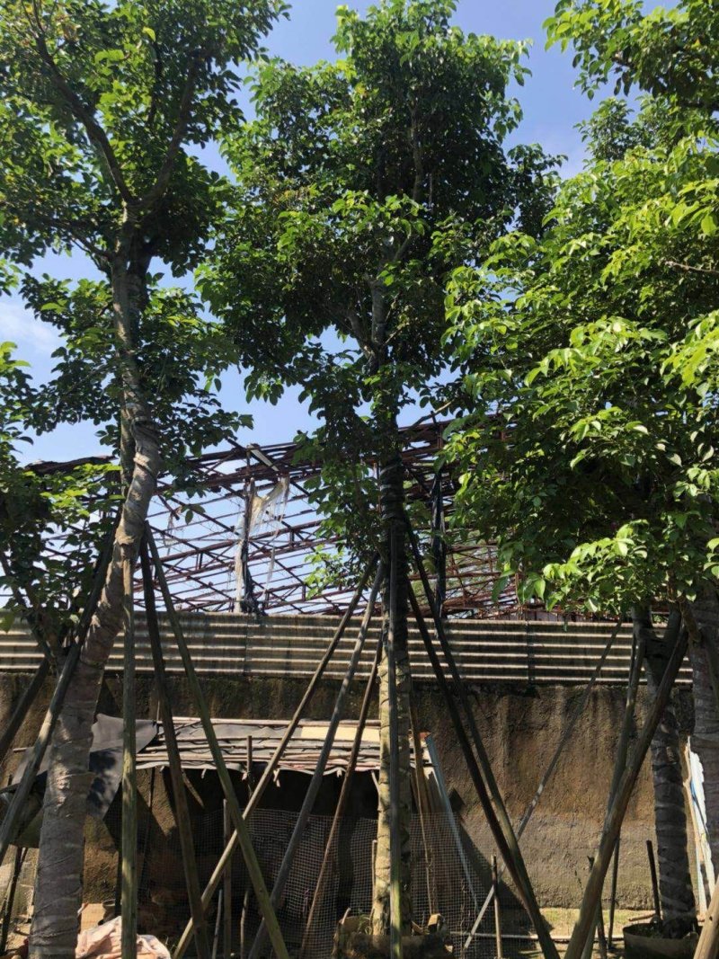 广东普宁秋风，精品秋风绿化苗木，基地直销，量大从优
