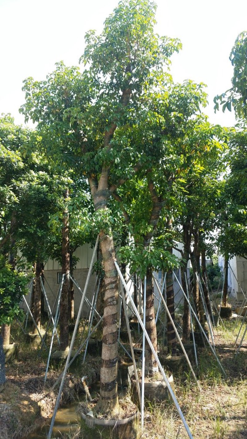 广东普宁秋风，精品秋风绿化苗木，基地直销，量大从优
