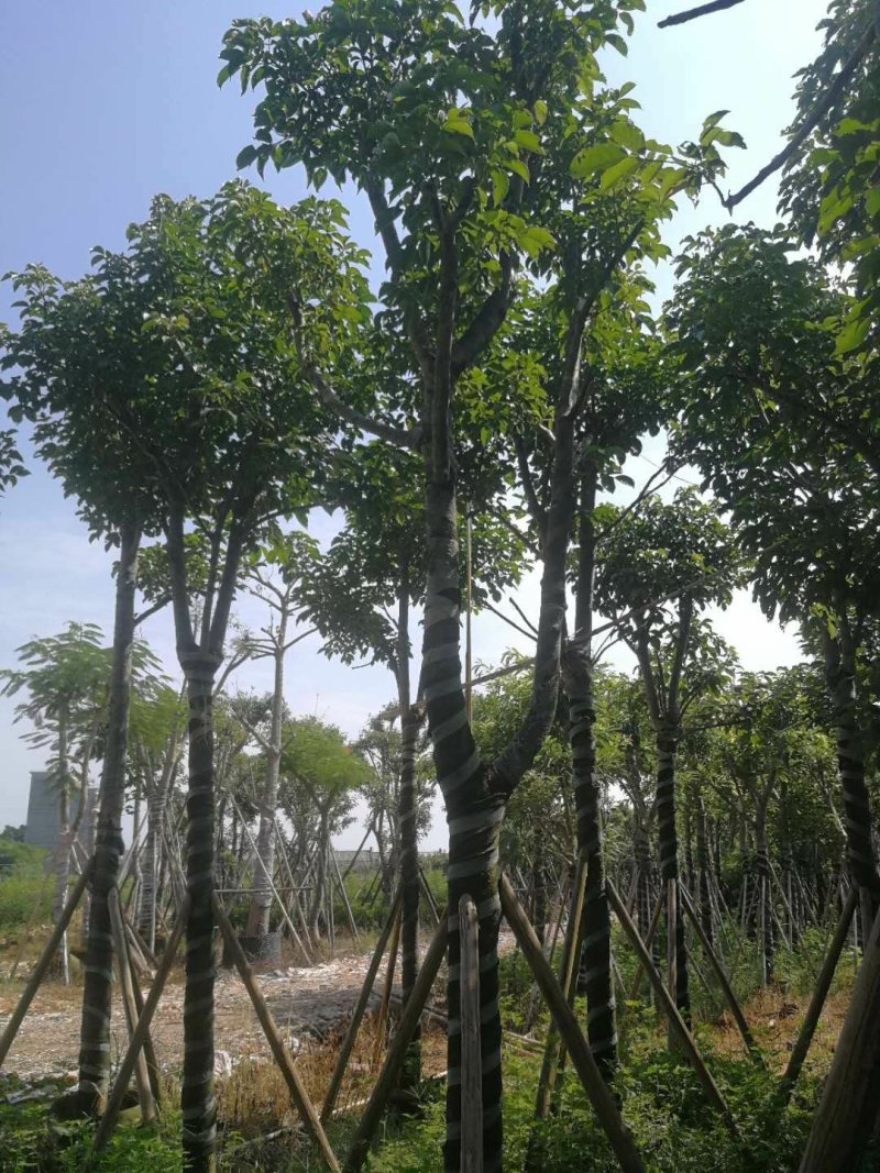 广东普宁秋风，精品秋风绿化苗木，基地直销，量大从优