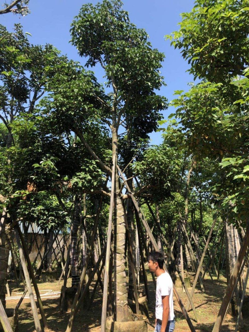 广东普宁秋风，精品秋风绿化苗木，基地直销，量大从优