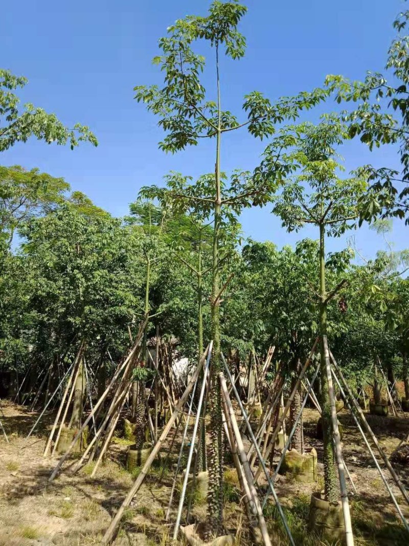 广东普宁美丽木棉，基地直销，量大从优，品质保证，欢迎选购
