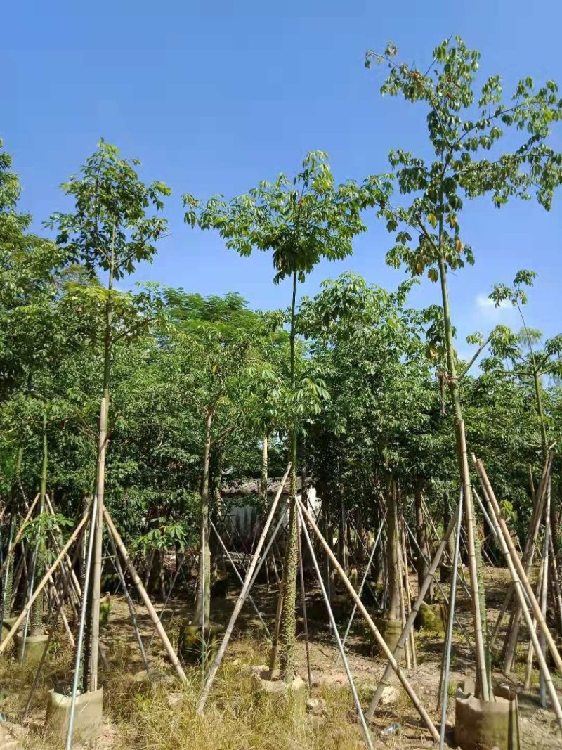 广东普宁美丽木棉，基地直销，量大从优，品质保证，欢迎选购