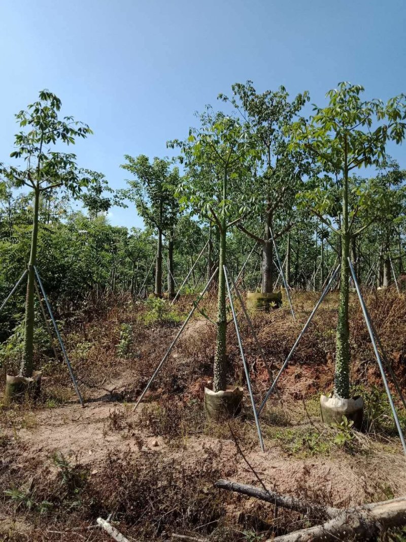 广东普宁美丽木棉，基地直销，量大从优，品质保证，欢迎选购