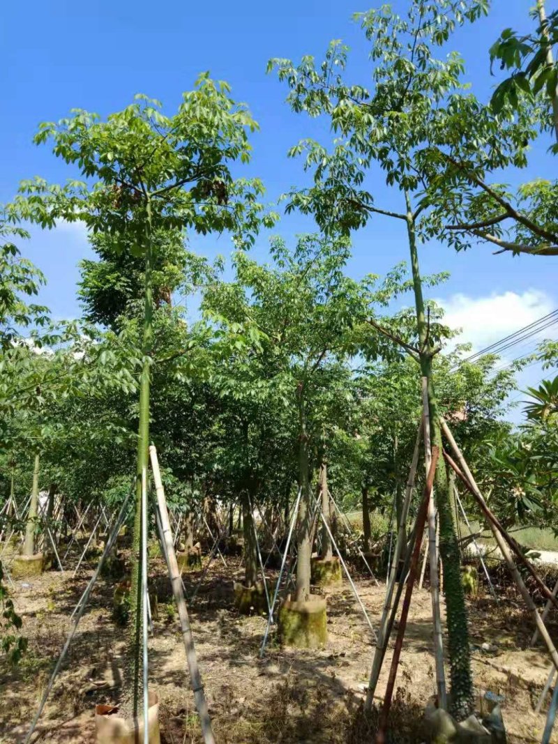 广东普宁美丽木棉，基地直销，量大从优，品质保证，欢迎选购