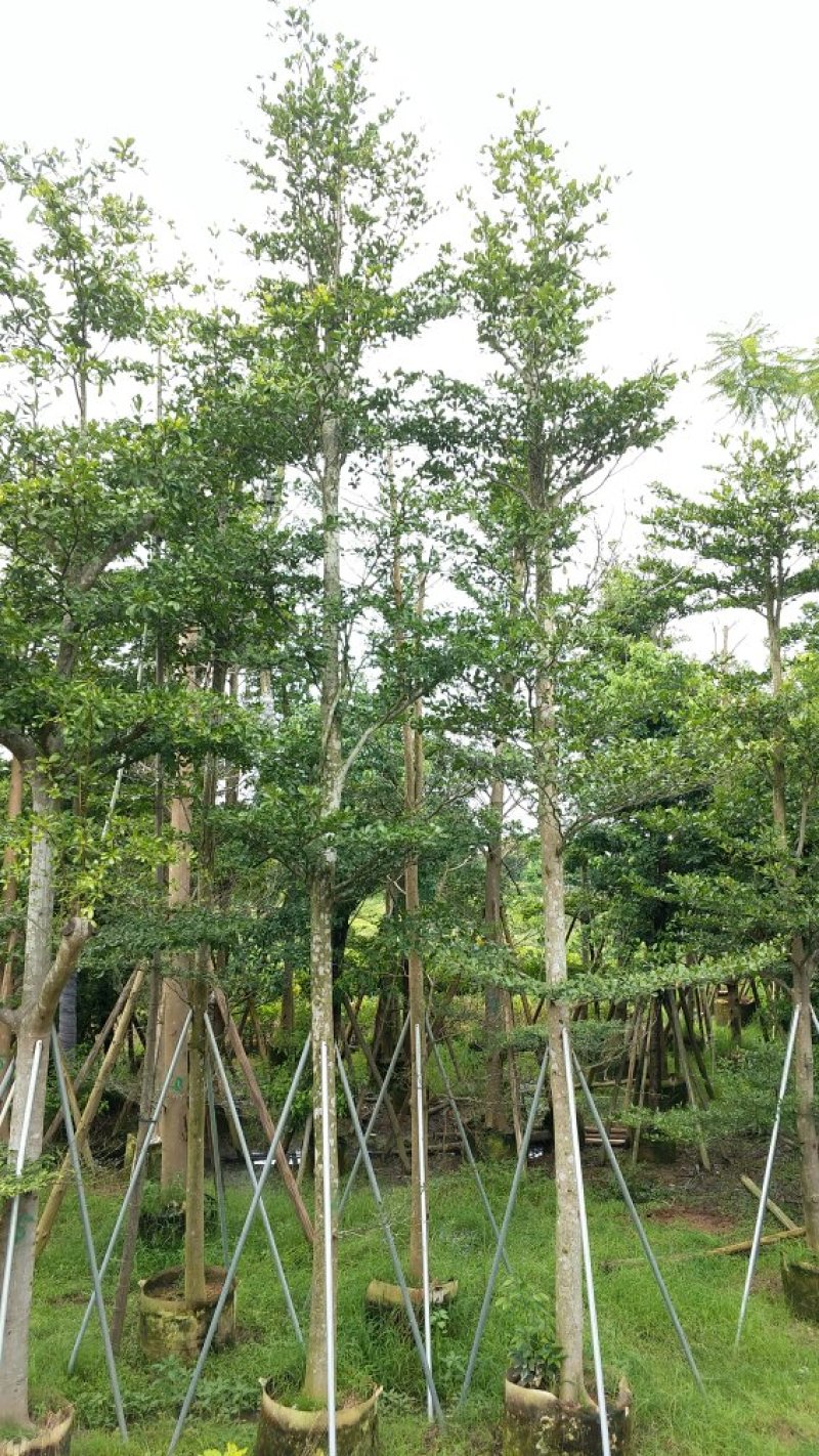 广东细叶榄仁树，基地直销，量大从优，品质保证，欢迎选购