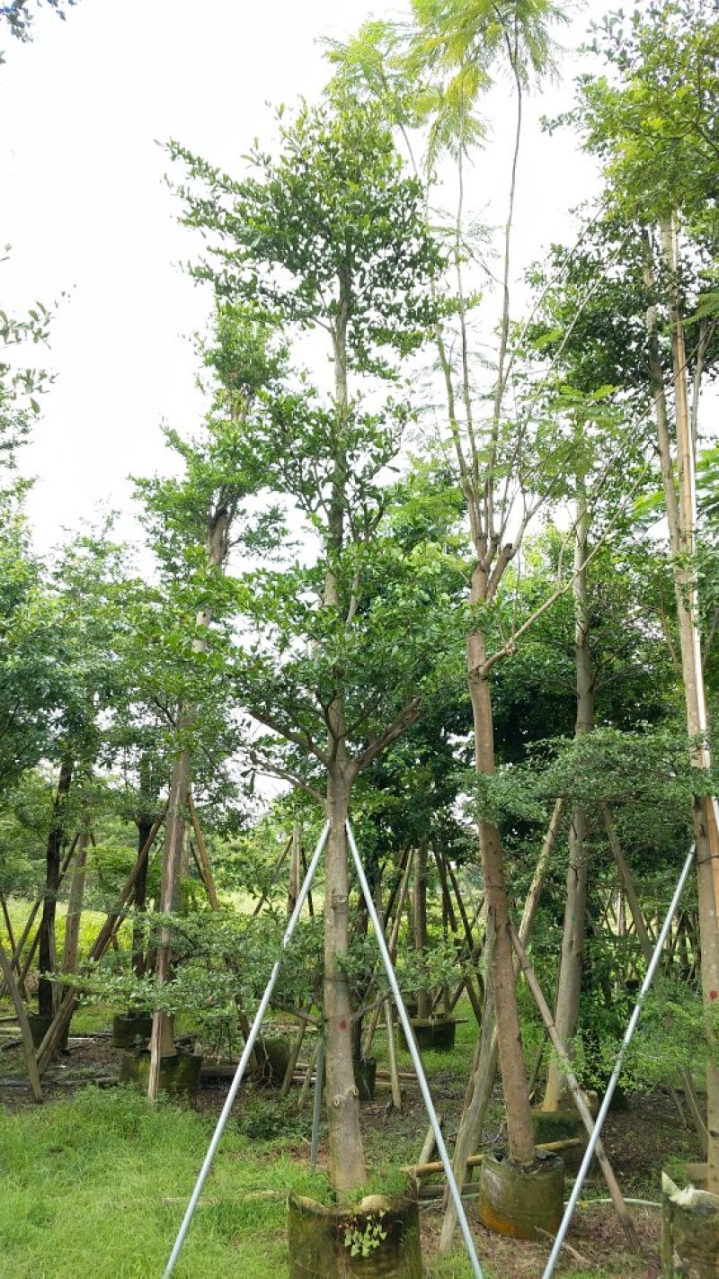 广东细叶榄仁树，基地直销，量大从优，品质保证，欢迎选购