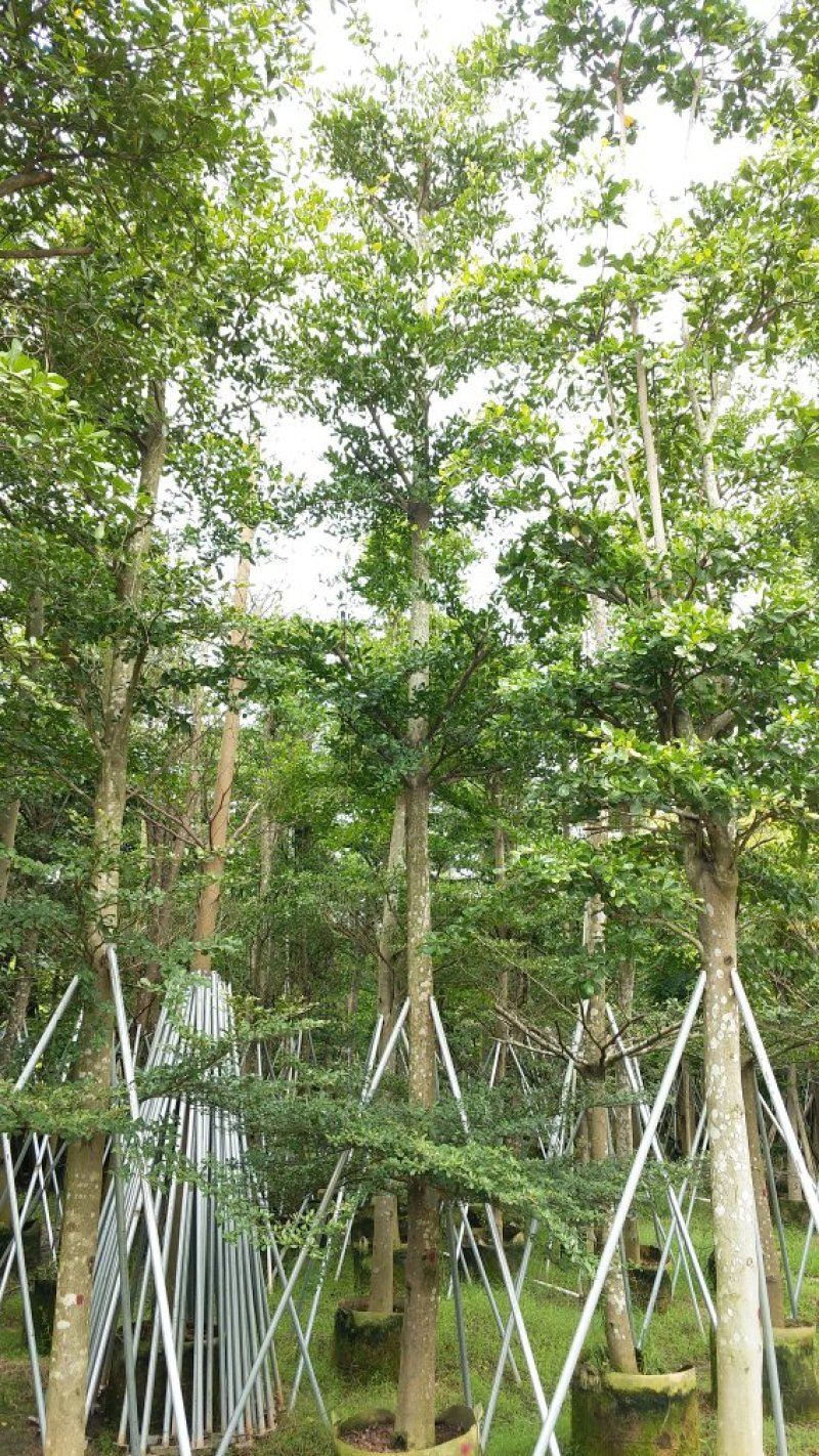 广东细叶榄仁树，基地直销，量大从优，品质保证，欢迎选购