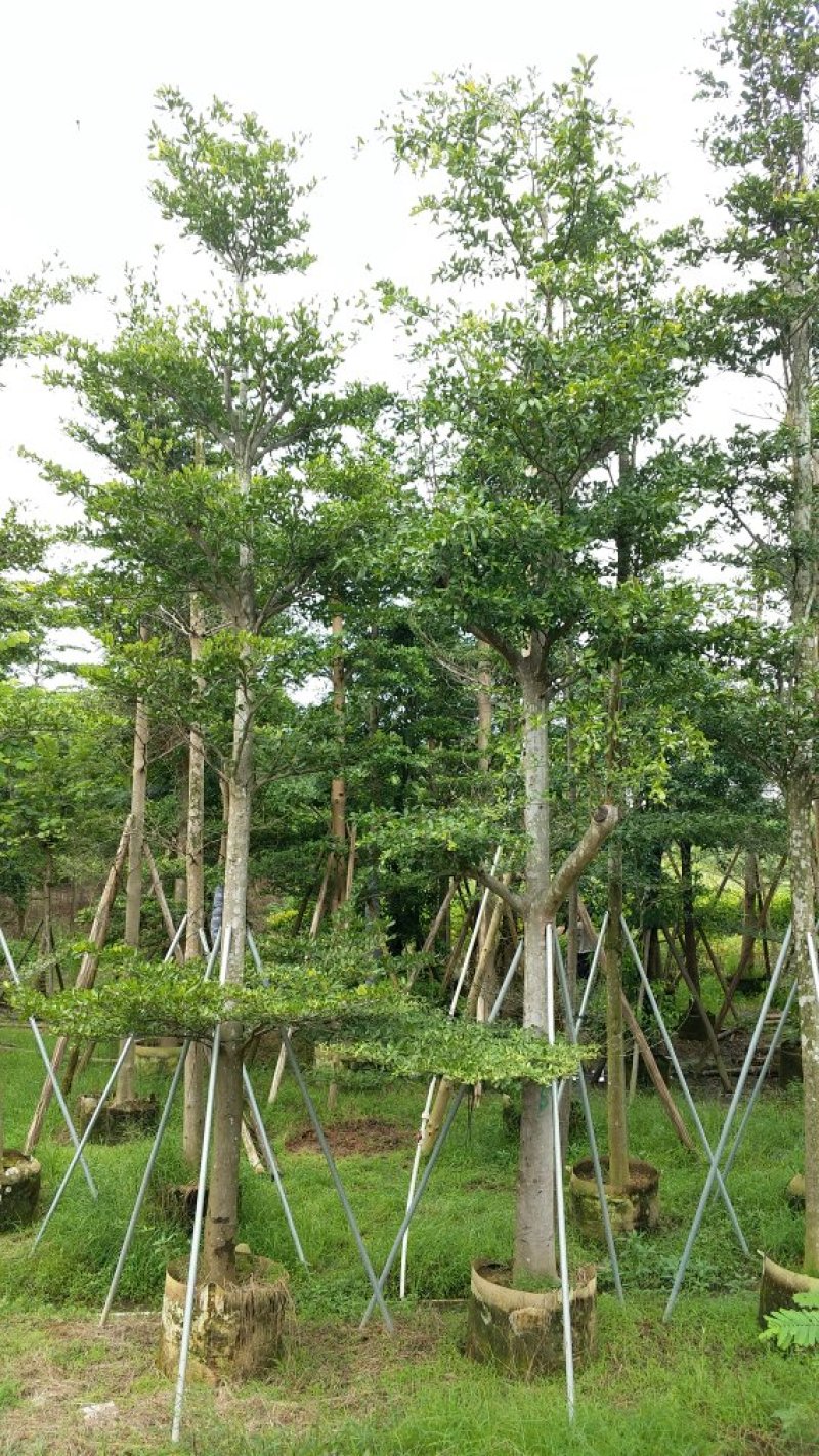 广东细叶榄仁树，基地直销，量大从优，品质保证，欢迎选购