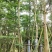 广东细叶榄仁树，基地直销，量大从优，品质保证，欢迎选购