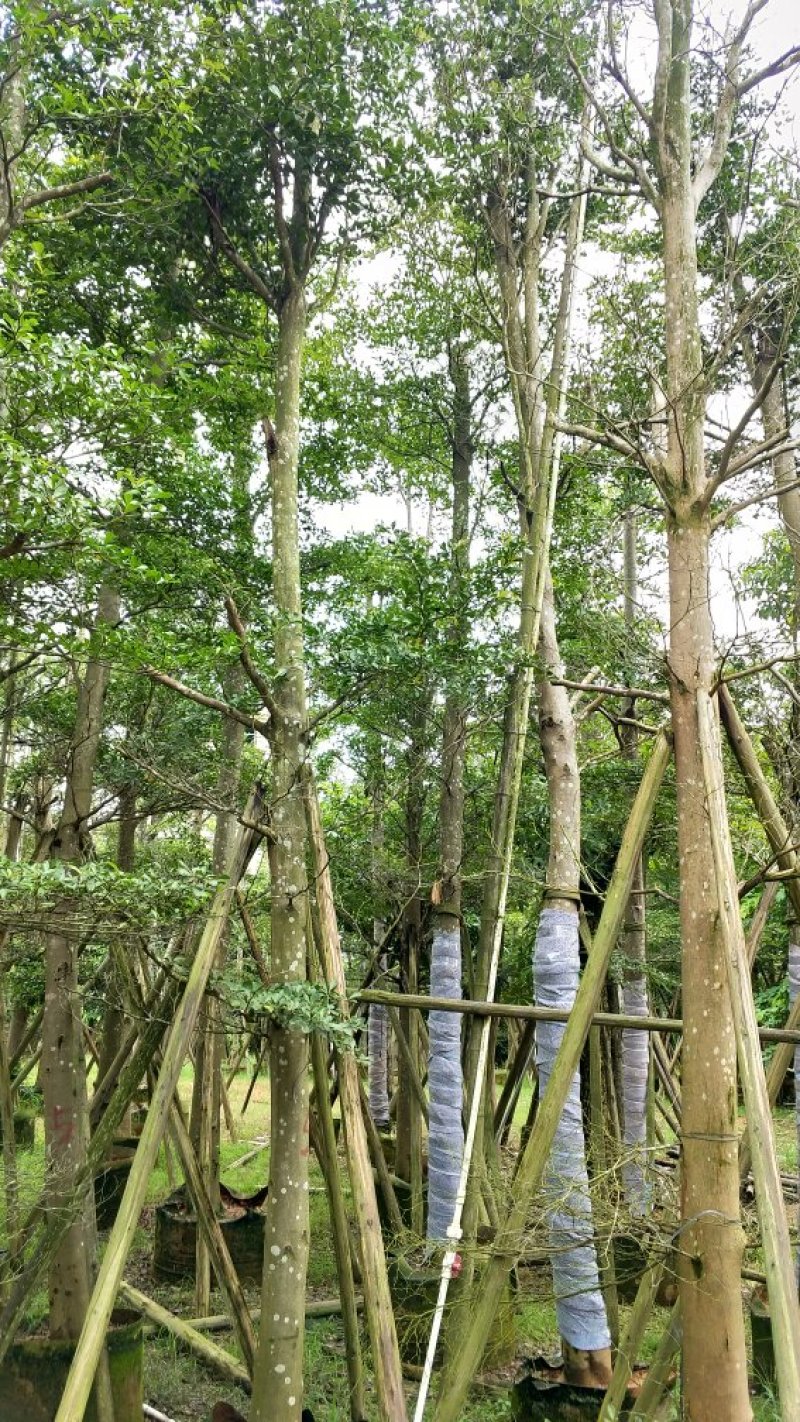 广东细叶榄仁树，基地直销，量大从优，品质保证，欢迎选购