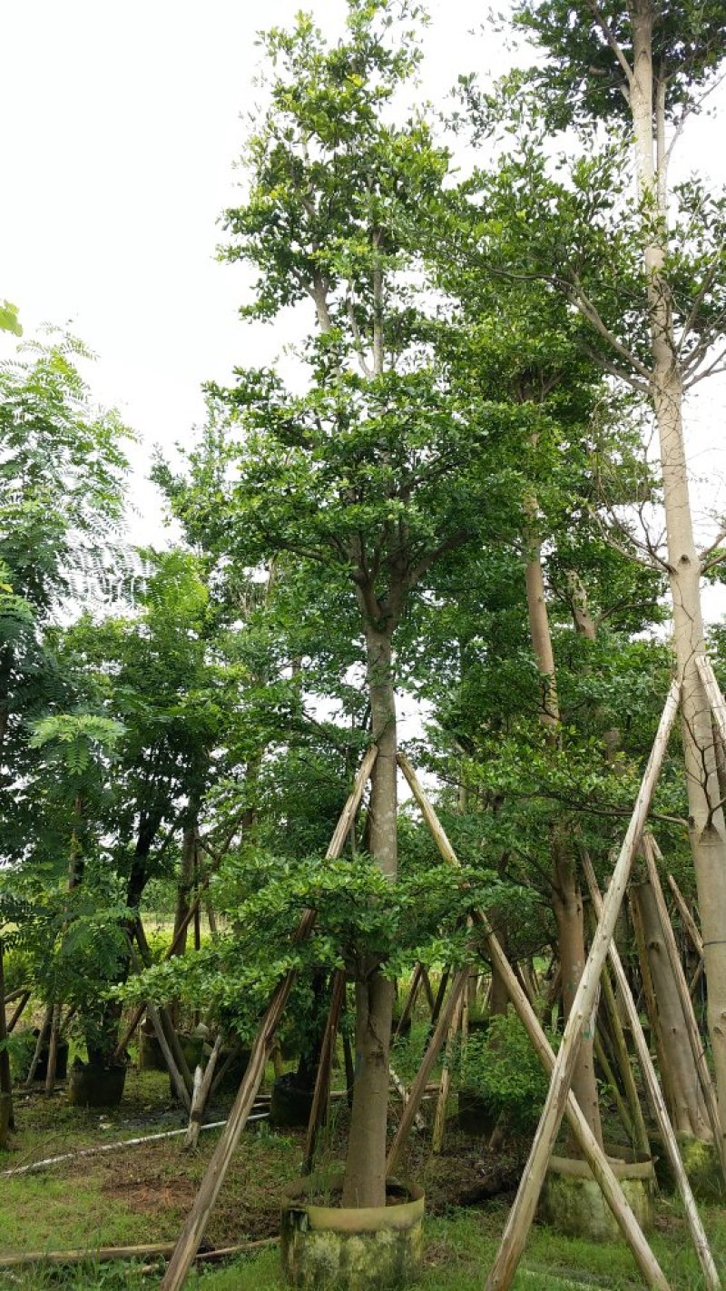 广东细叶榄仁树，基地直销，量大从优，品质保证，欢迎选购