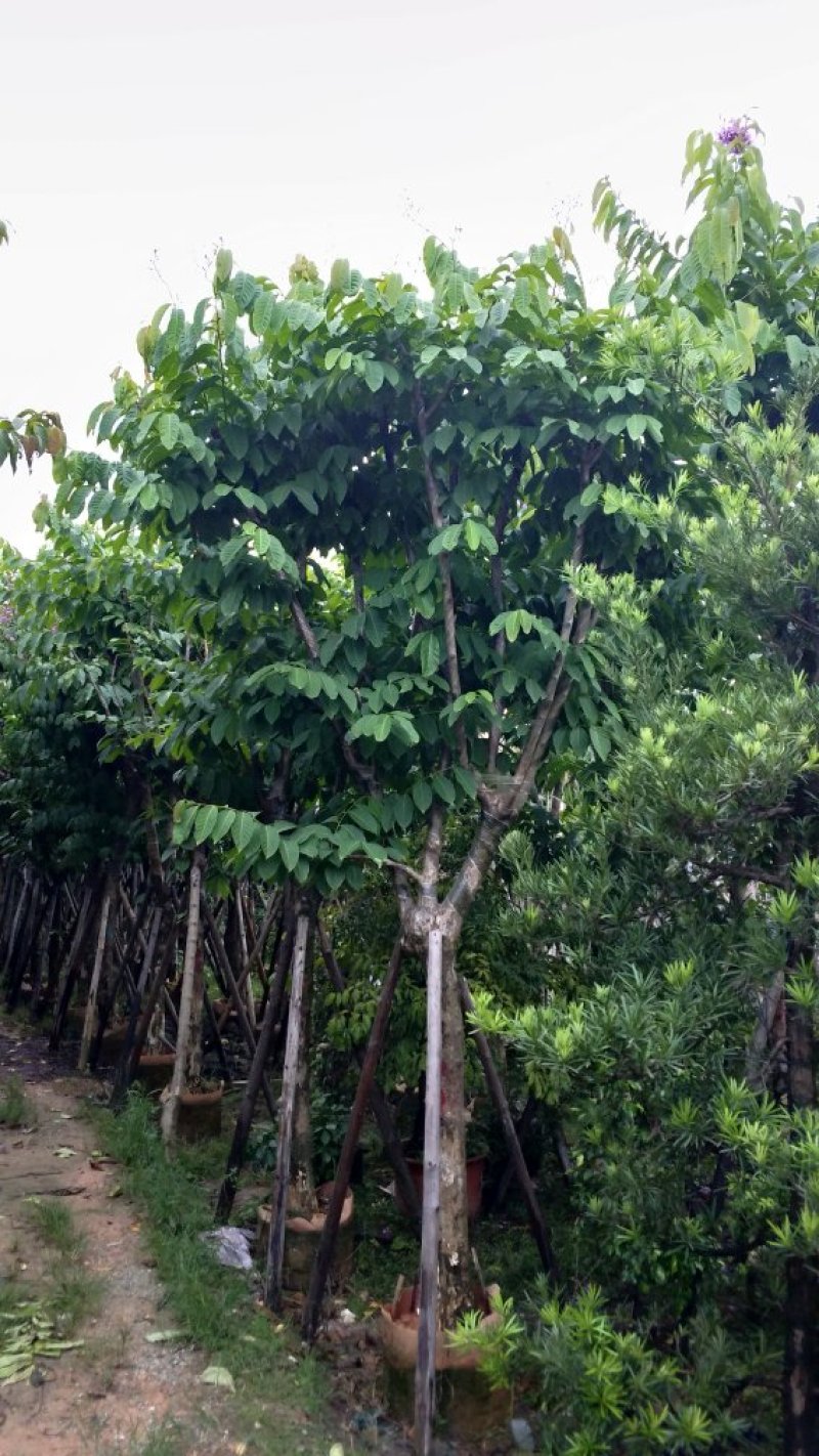 广东大叶紫薇，基地直销，量大从优，品质保证，欢迎选购