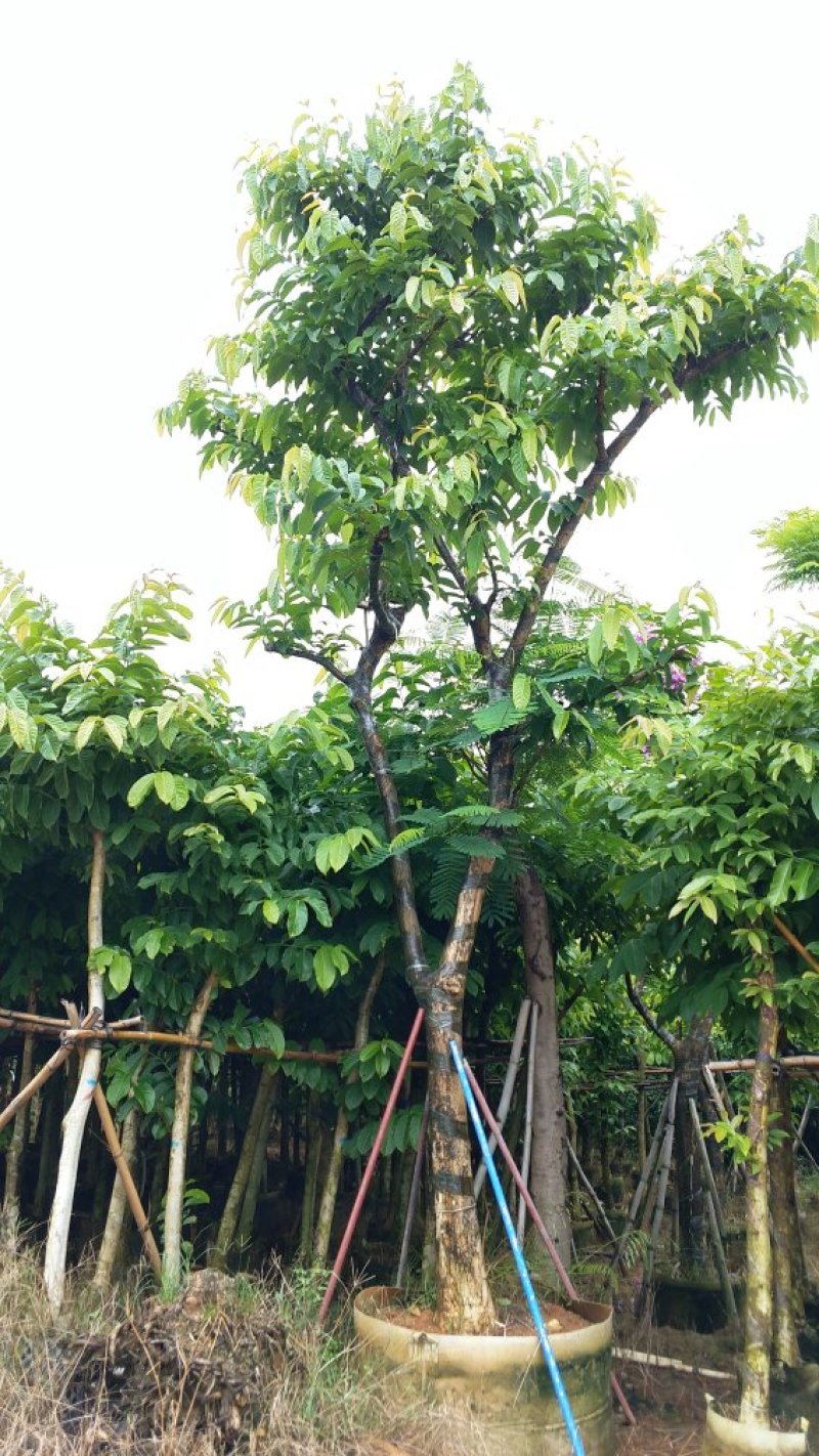 广东大叶紫薇，基地直销，量大从优，品质保证，欢迎选购