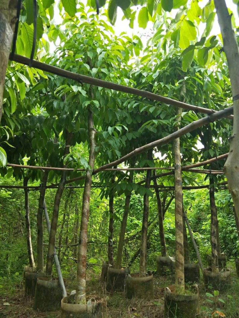 广东大叶紫薇，基地直销，量大从优，品质保证，欢迎选购
