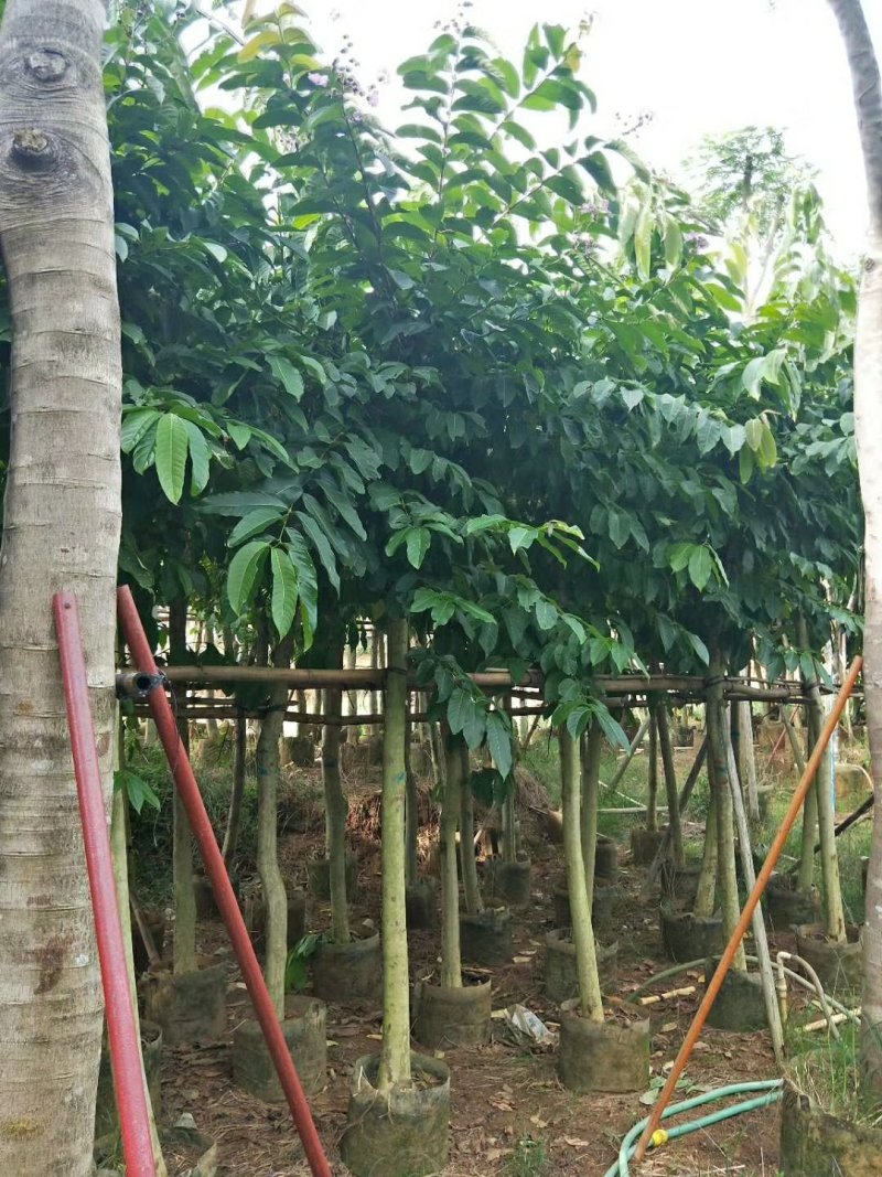 广东大叶紫薇，基地直销，量大从优，品质保证，欢迎选购
