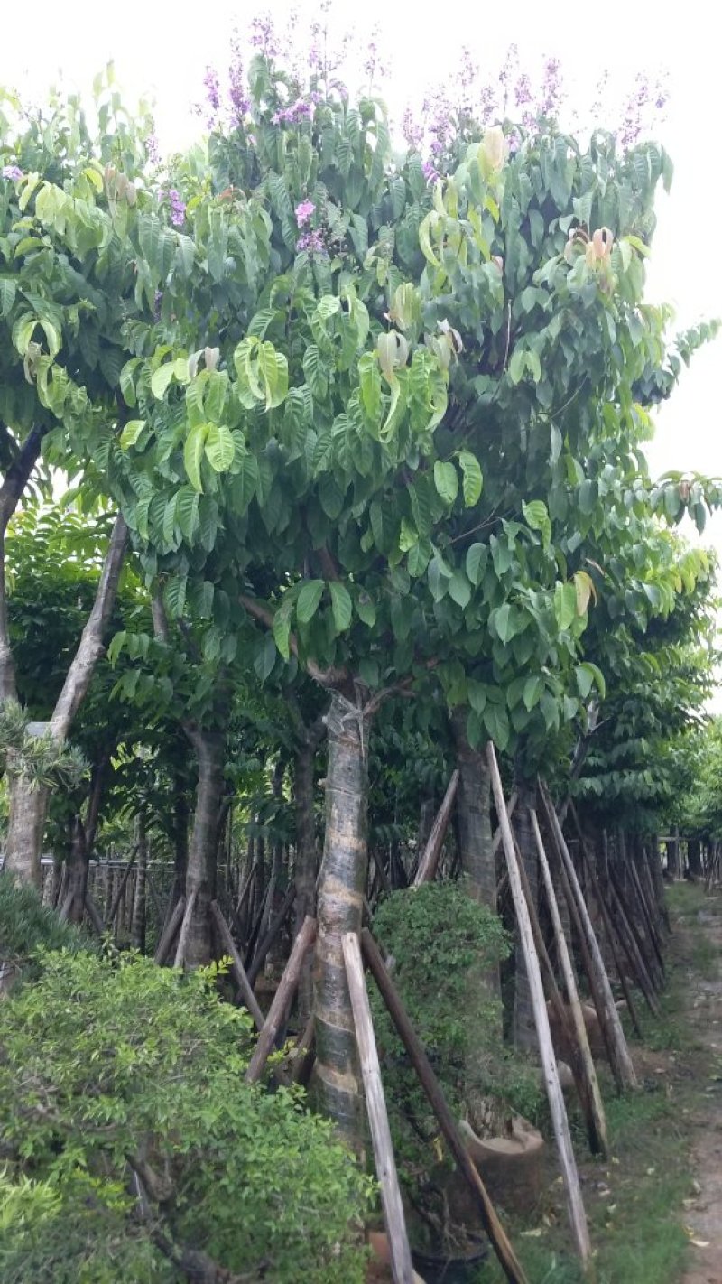 广东大叶紫薇，基地直销，量大从优，品质保证，欢迎选购