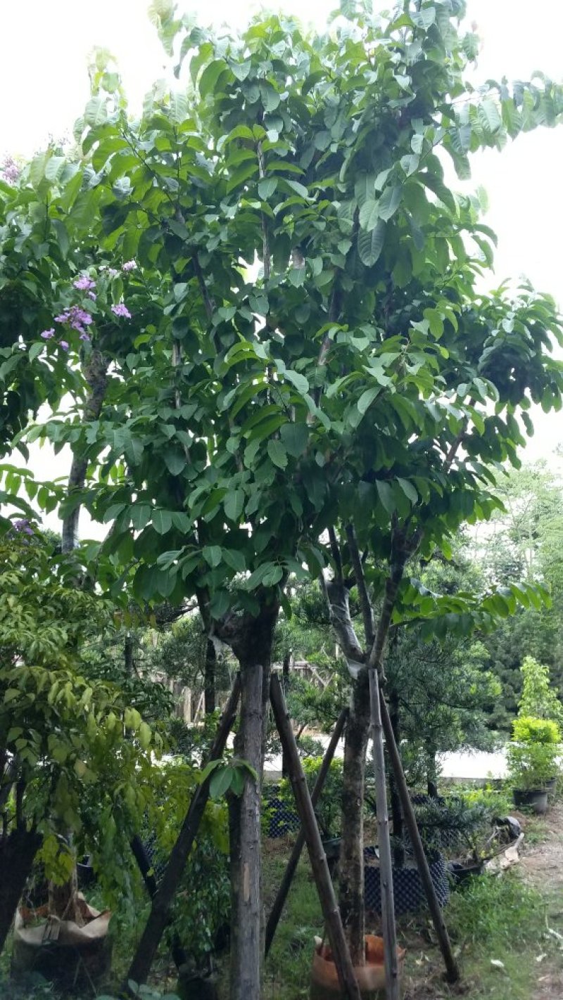 广东大叶紫薇，基地直销，量大从优，品质保证，欢迎选购