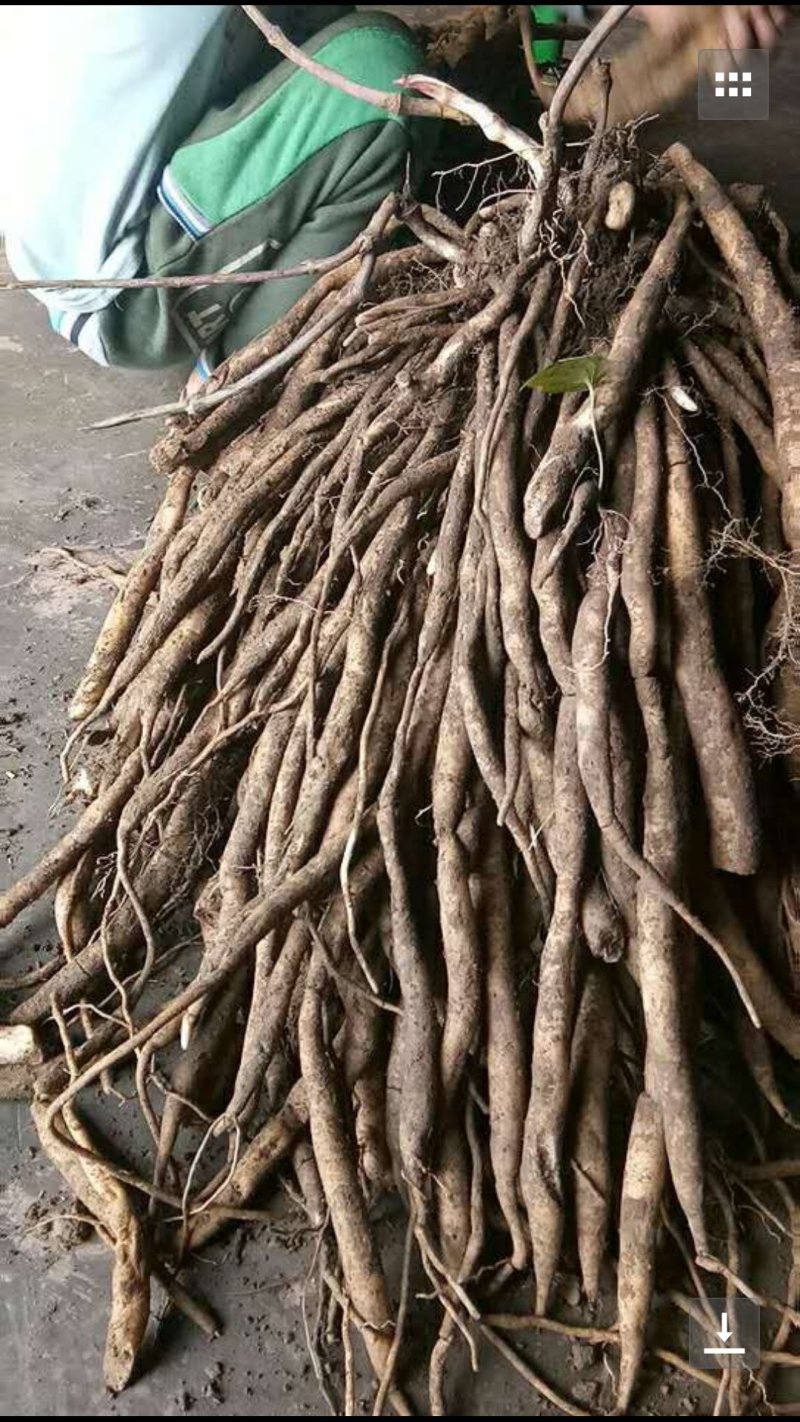 百部，