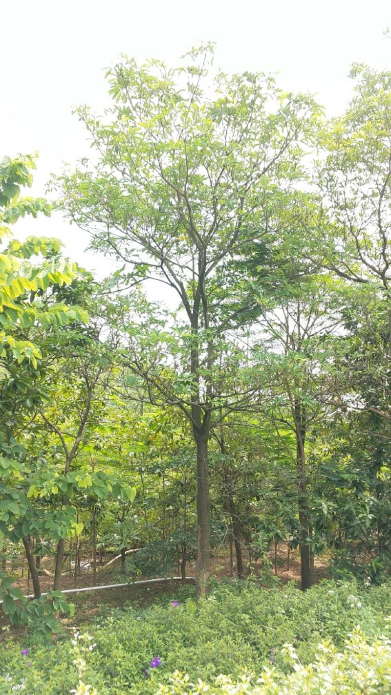 广东盆架子/灯台树，基地直销，量大从优，品质保证，欢迎选