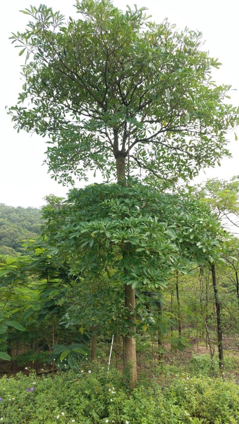 广东盆架子/灯台树，基地直销，量大从优，品质保证，欢迎选