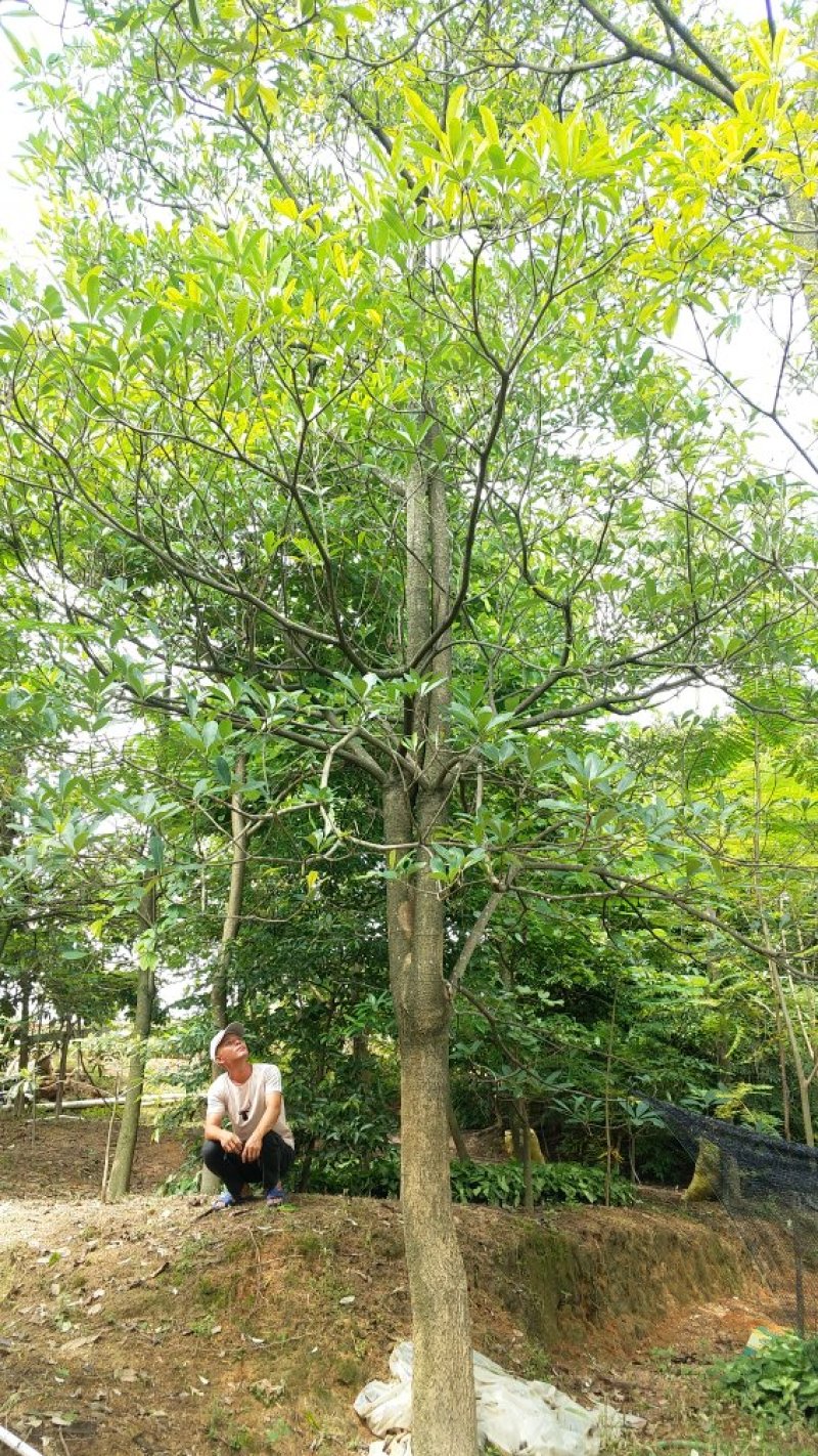 广东盆架子/灯台树，基地直销，量大从优，品质保证，欢迎选