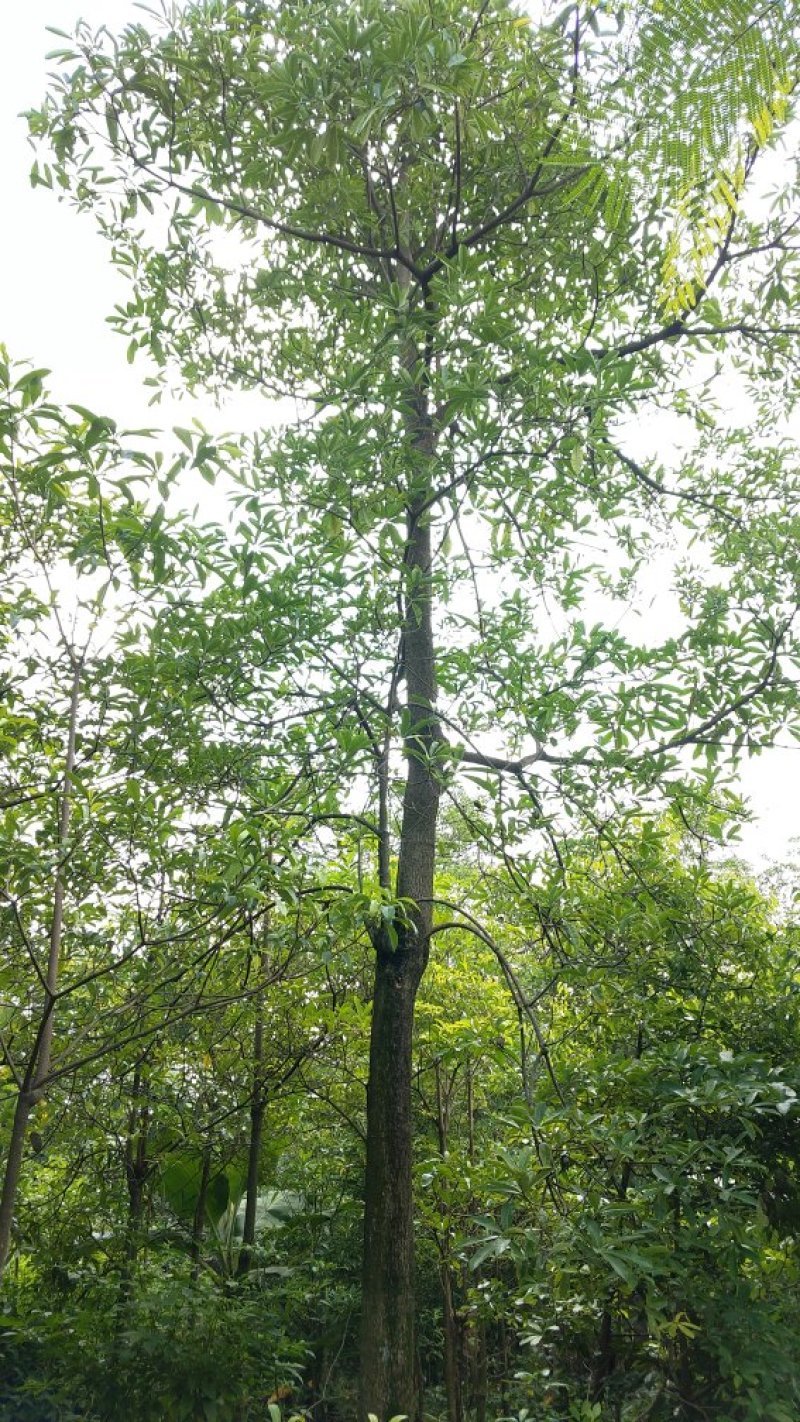 广东盆架子/灯台树，基地直销，量大从优，品质保证，欢迎选