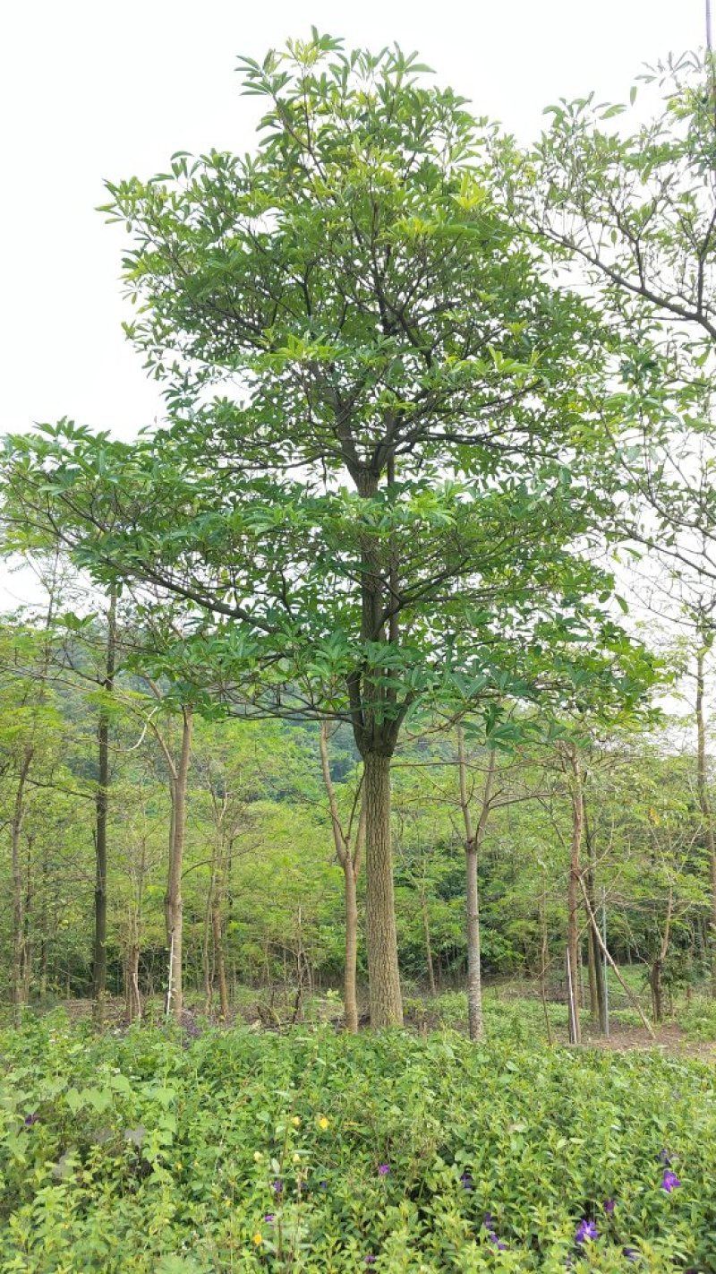 广东盆架子/灯台树，基地直销，量大从优，品质保证，欢迎选