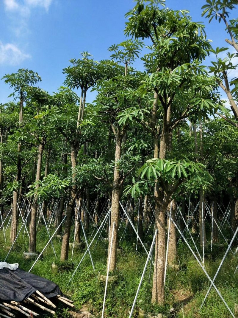 广东盆架子/灯台树，基地直销，量大从优，品质保证，欢迎选