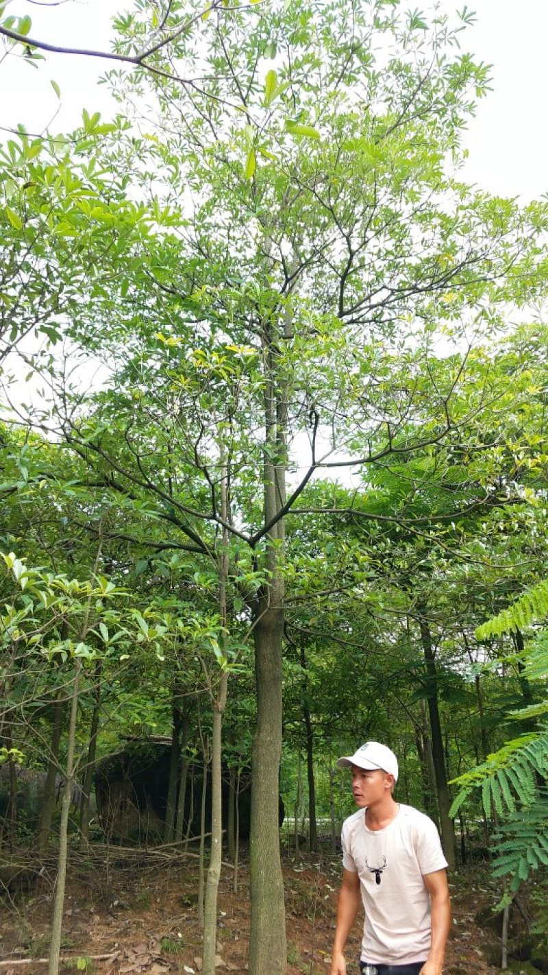 广东盆架子/灯台树，基地直销，量大从优，品质保证，欢迎选
