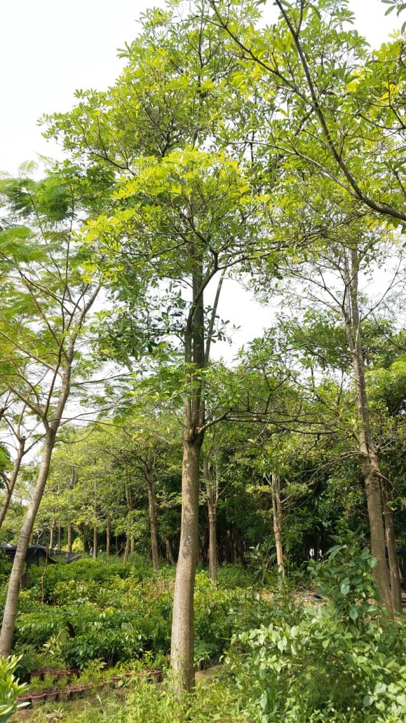 广东盆架子/灯台树，基地直销，量大从优，品质保证，欢迎选