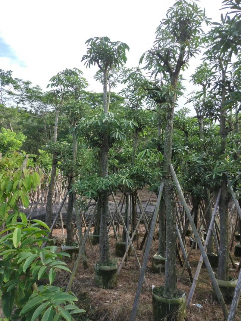 广东盆架子/灯台树，基地直销，量大从优，品质保证，欢迎选