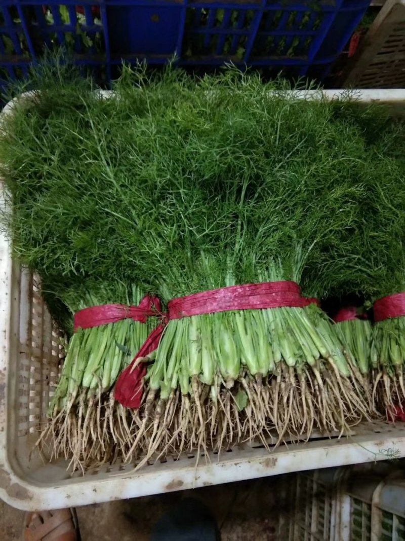 专业生菜球茴香