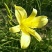 专供黄花菜苗